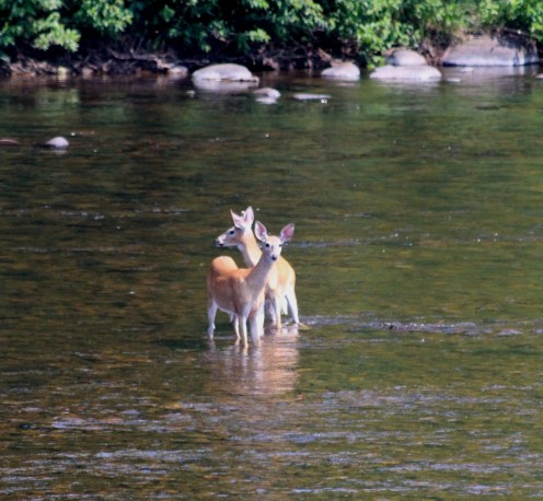 Deer crossing....the Hudson River near Blue Mountain Lake