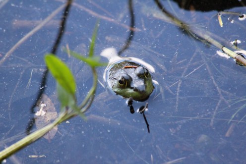Capturing stillness...