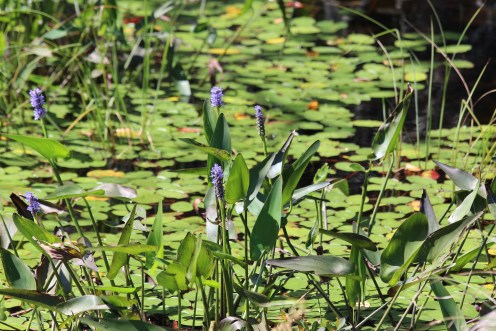 Showing the last of their colors...