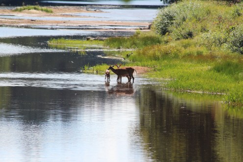A doe and her two fawns...Cedar River, Adirondack Mountains