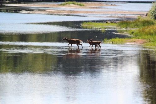 A doe and her two fawns...Cedar River, Adirondack Mountains