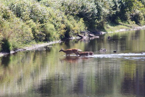 A doe and her two fawns...Cedar River, Adirondack Mountains