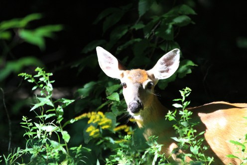 A beauty in the Adirondack Mountains